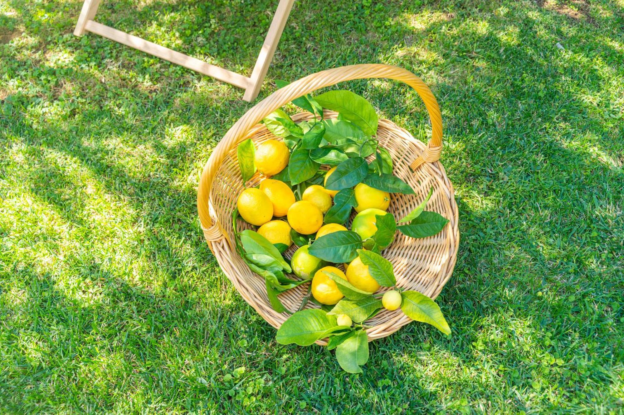 Villa Lemon Garden - Apartment In Dubrovnik Mlini Eksteriør bilde